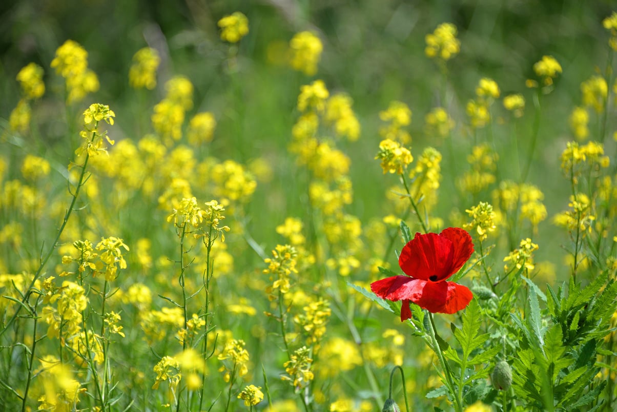 Poppy Flower on Rapeseed Field